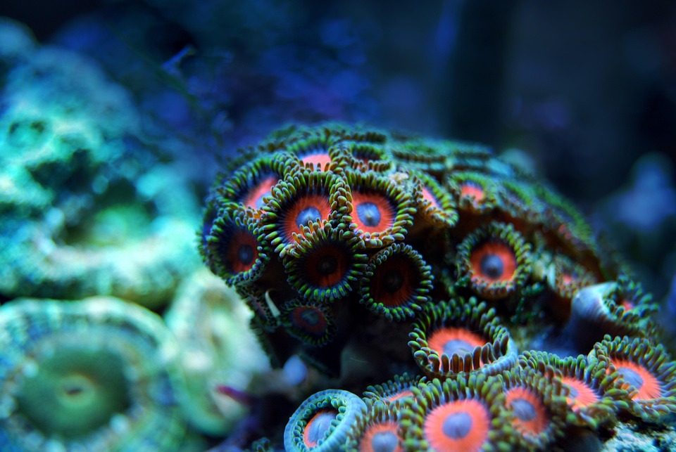 coral
