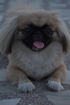 female pup, pekingese, fluffy