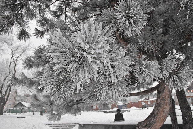 Free Winter Spruce photo and picture