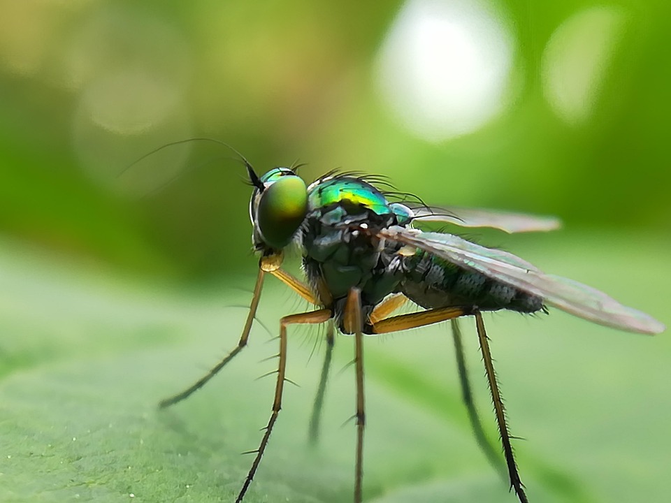 19 Insects Insecto Naturaleza - Foto gratis en Pixabay - Pixabay