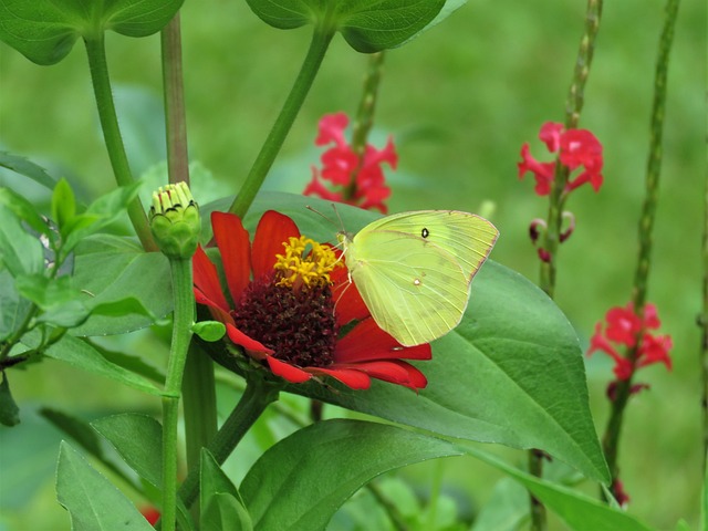 pheobus philea, yellow butterfly, butterfly on flower, butterfly