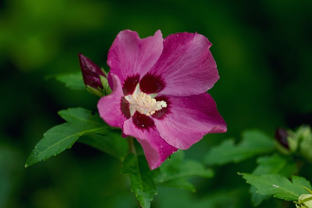 Free Flower Flower Background photo and picture