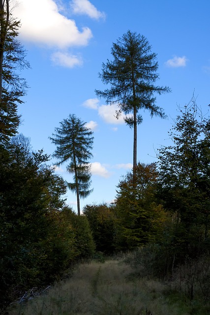 Free Forest Path photo and picture
