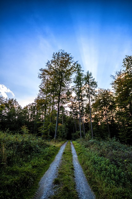 Free Forest Path photo and picture