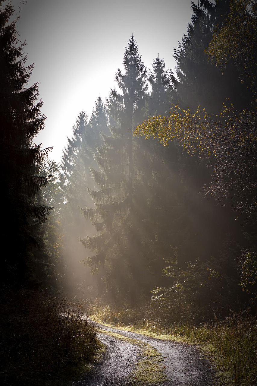 Forêt Chemin La Nature - Photo gratuite sur Pixabay - Pixabay