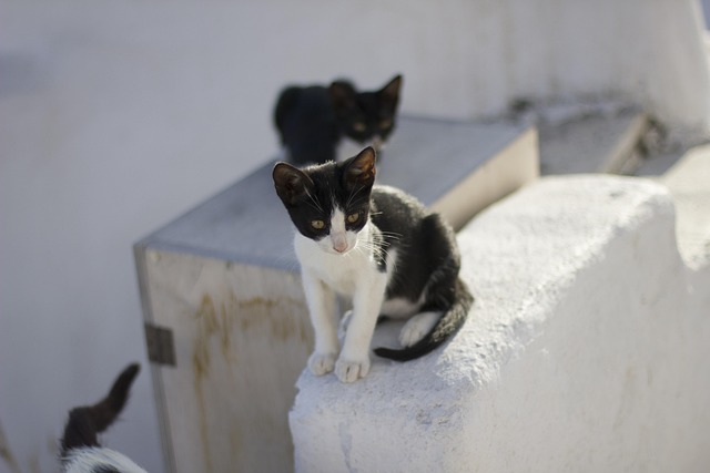 Gato, Animal, Olhos De Gato, Felino