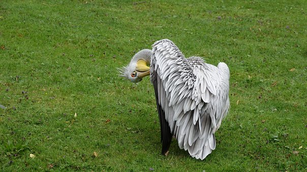Pelikan, Zoo, Fugl, Fjer, Natur, Hamburg