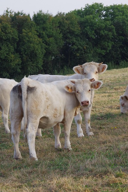 Free Field Animals photo and picture