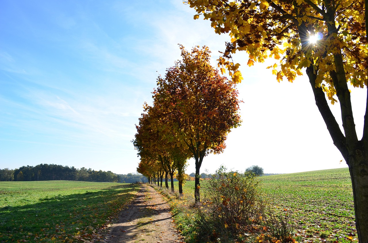 Download free HD stock image of Fall Avenue Free Fall Avenue photo and picture