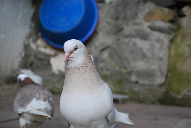 Free Pigeon Bird photo and picture