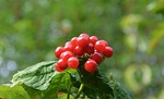 berries not edible, red fruits, nature