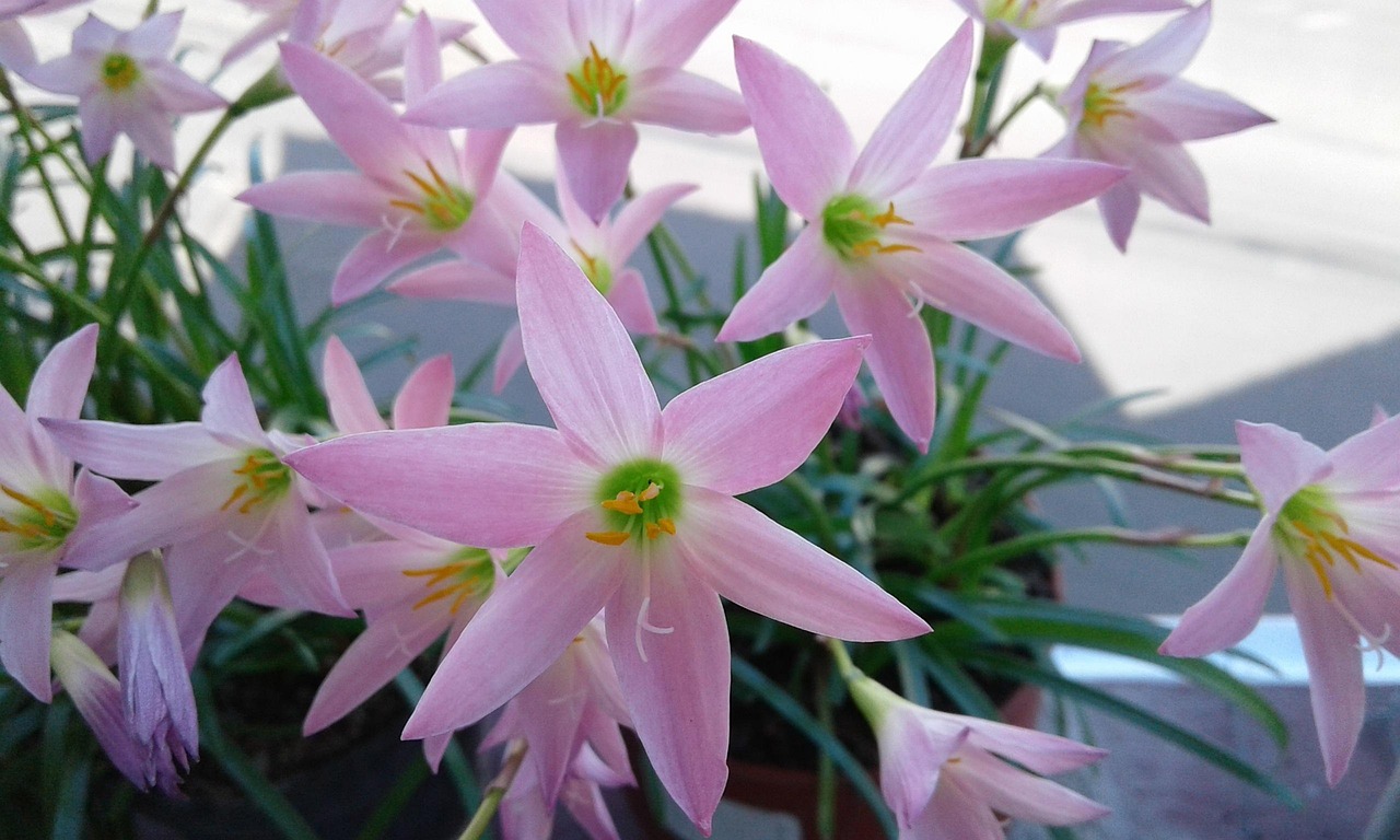 Flowers - free online jigsaw puzzle photo