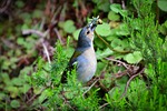 bird, fink, nature