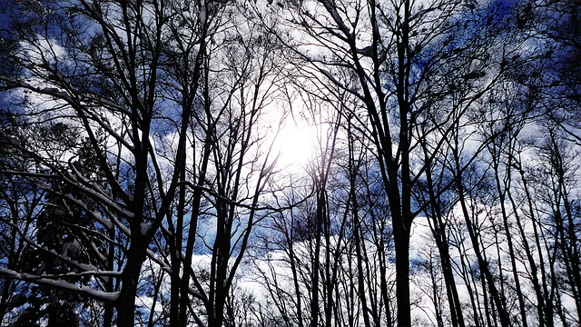 Solstråler, Sol, Dødt Tre, Vinter, Gren