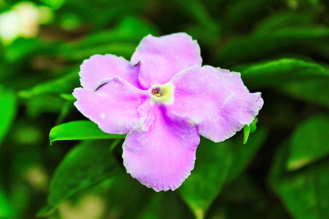 Free Beautiful Green photo and picture