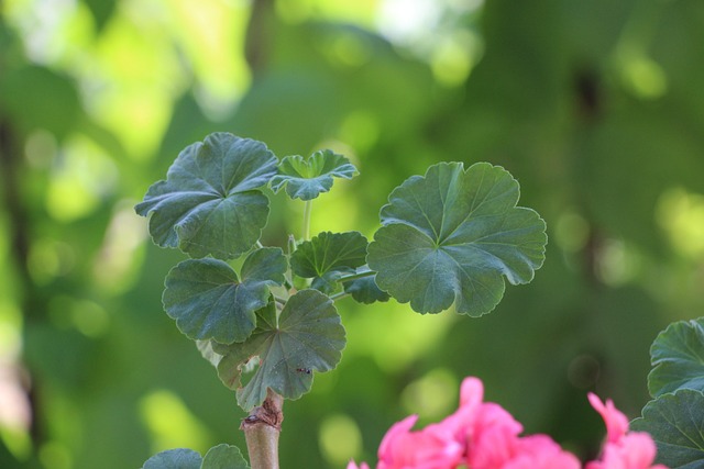 Geranium, Grøn, Klinge, Natur, Rolige