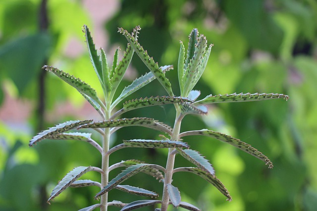 Ikke Døde Fugle, Rødder, Saftige Planter