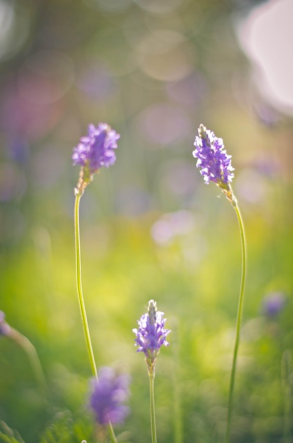 Free Color Bright photo and picture