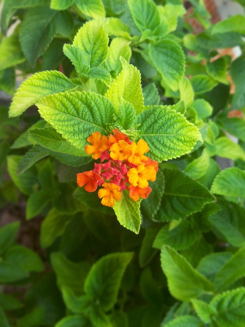 Flor, Verde, Vibrante, Naturaleza