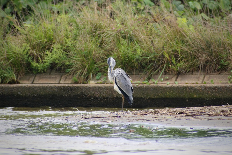 Animal Río Waterside Ave - Foto gratis en Pixabay - Pixabay