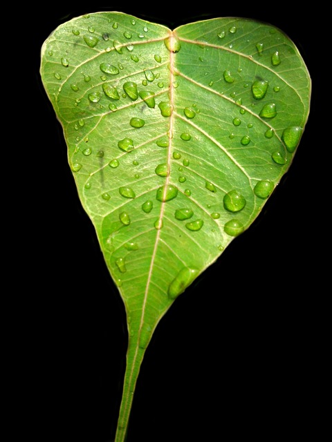Free Bodhi Leaf Pipal Leaf photo and picture