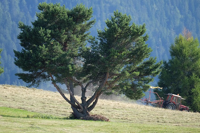 Free Trees Mountain photo and picture