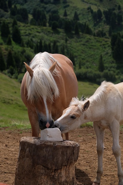 Free Horses Avellino photo and picture