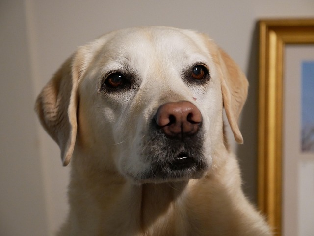 Free Labrador Dog photo and picture