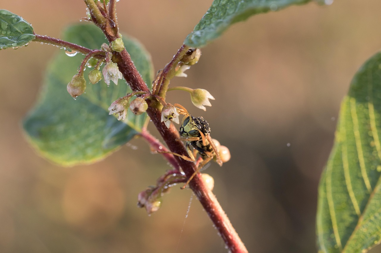 Field Wasp - free online jigsaw puzzle photo
