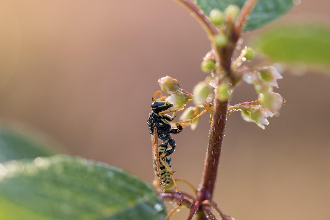 Field Wasp - free online jigsaw puzzle photo