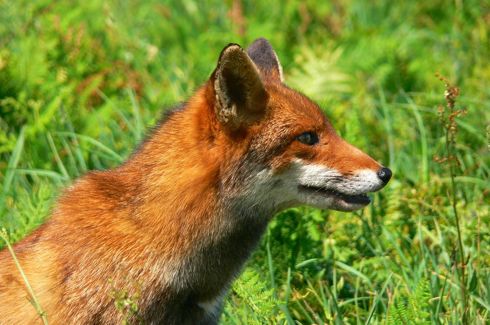 Renard Ruse Renard Fox Roux - Photo gratuite sur Pixabay