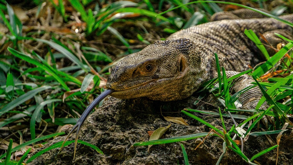 46+ Gambar Lidah Hewan Buaya HD Terbaik