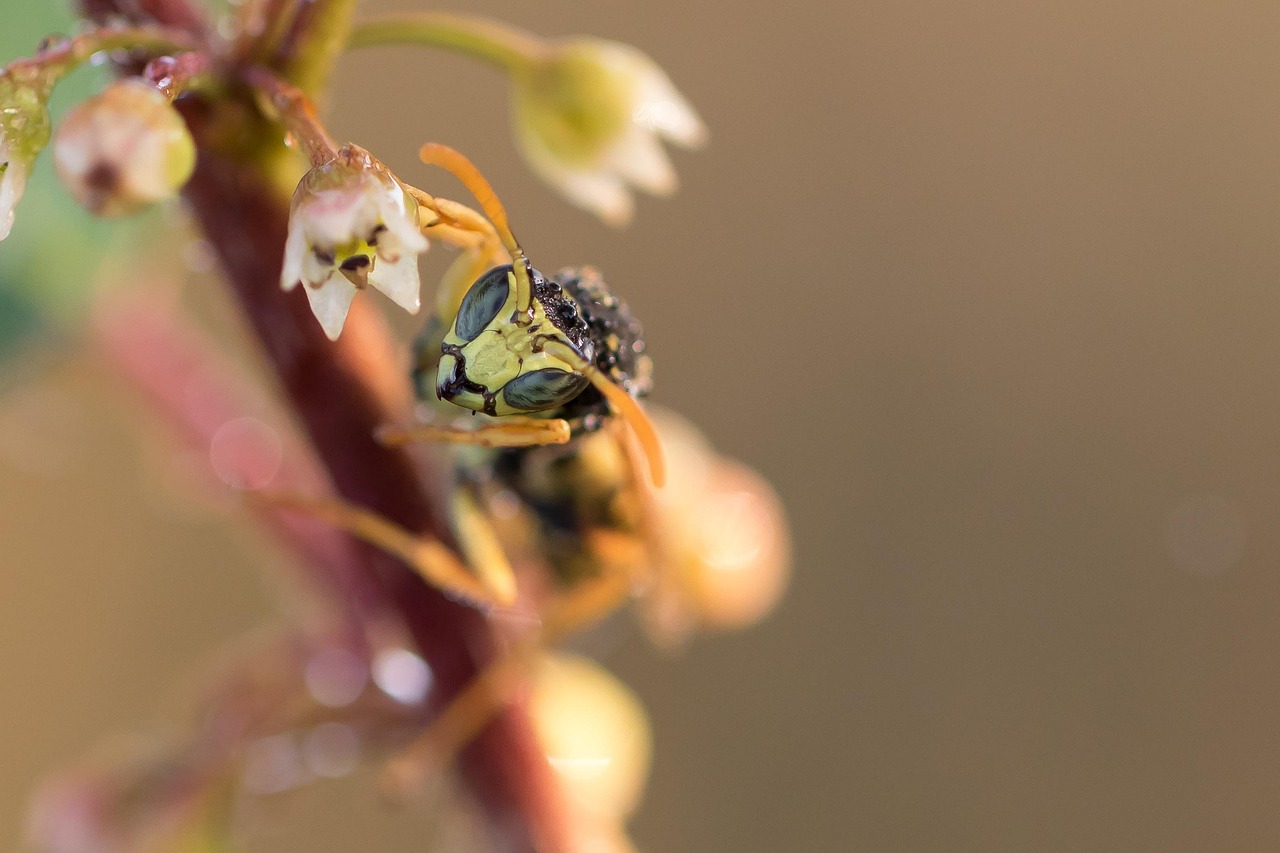 Gallic Field Wasp - free online jigsaw puzzle photo
