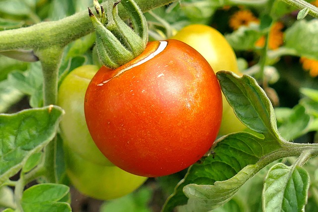 Tomate, Frucht, Rot, Lecker, Gemüse