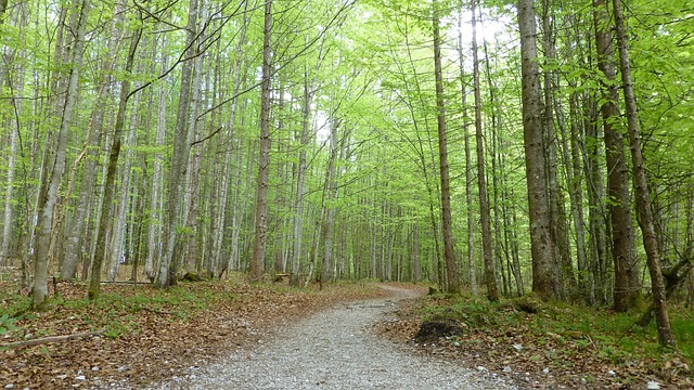 Free Deciduous Forest Path photo and picture