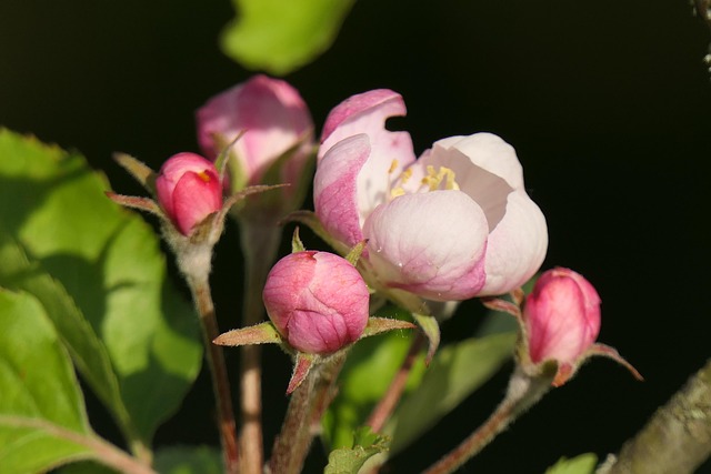 Free Apple Blossom Spring photo and picture