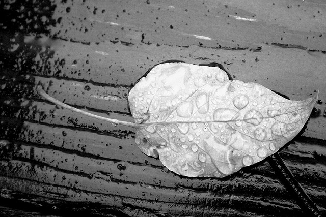 Free Leaf Black And White photo and picture