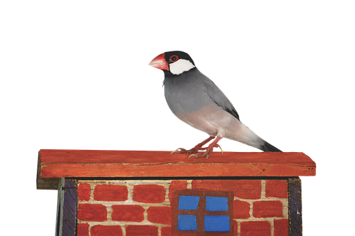 Png, Príroda, Java Sparrow, Vrabec, Vták