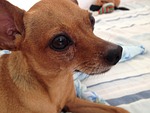 pincher, dog, pets