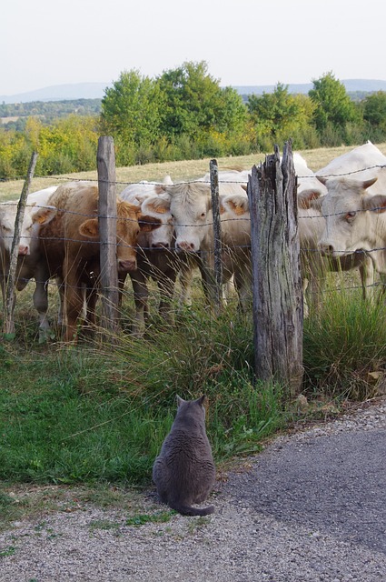 Free Field Animals photo and picture