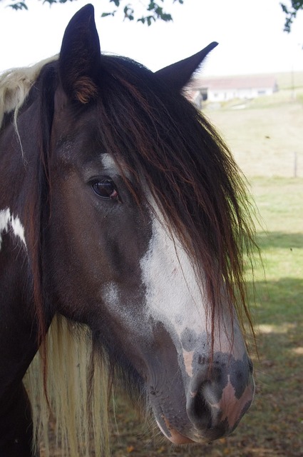 Free Field Animals photo and picture