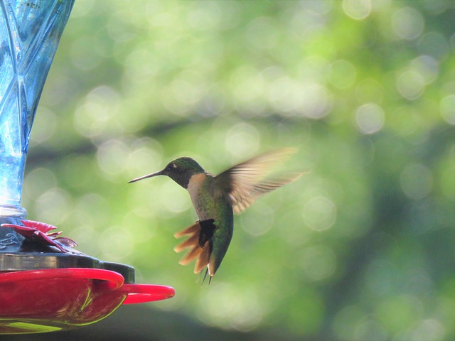 bird, nature, hummingbird, in flight, wildlife
