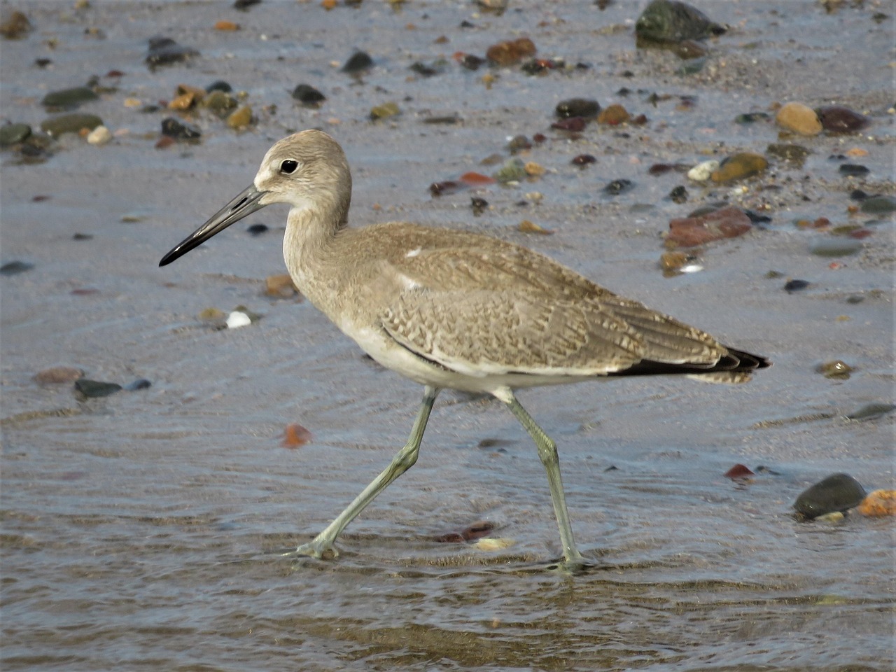 Beach Bird On - Free photo on Pixabay - Pixabay