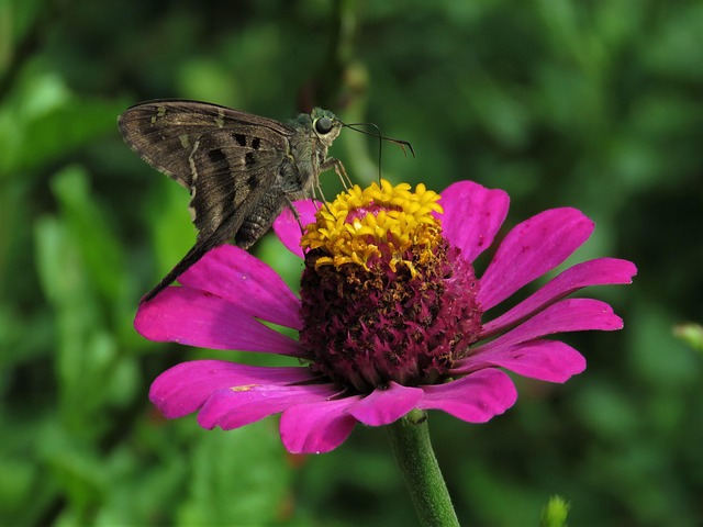 butterfly, butterfly on flower, butterfly feeding