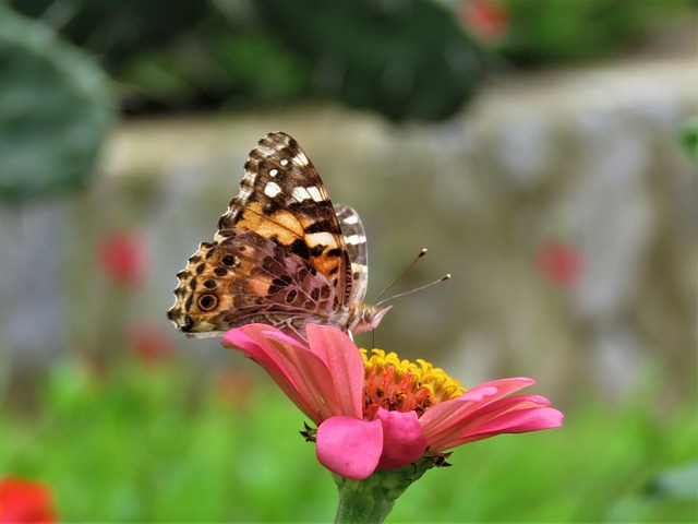 butterfly, butterfly on flower, butterfly feeding