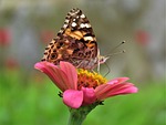 butterfly, butterfly on flower, butterfly feeding