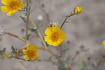 desert sunflower, geraea canescens, mojave