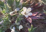 lilac sunbonnet, langloisia setosissima, wildflower