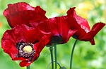 poppy, poppies, flower