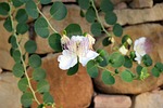 background, flowers, plants